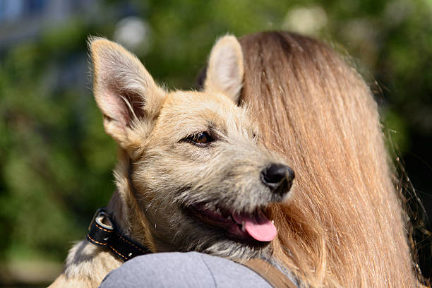 istock happy red puppy dog 619368780