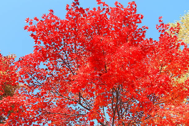istock Autumn leaves of Sapporo park 619368904