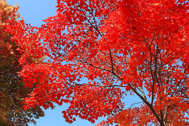 istock Autumn leaves of Sapporo park 619369016