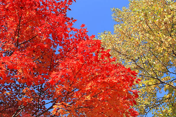 istock Autumn leaves of Sapporo park 619369156