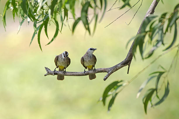 Yellow-vented bulbul birds perching on tree branch in Thailand