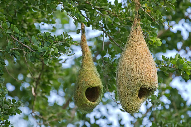 nids pendentifs d’oiseaux tisserands accrochés à des branches d’arbres dans la forêt - incubation period photos et images de collection