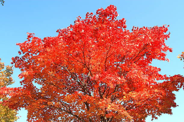 istock Autumn leaves of Sapporo park 619370978