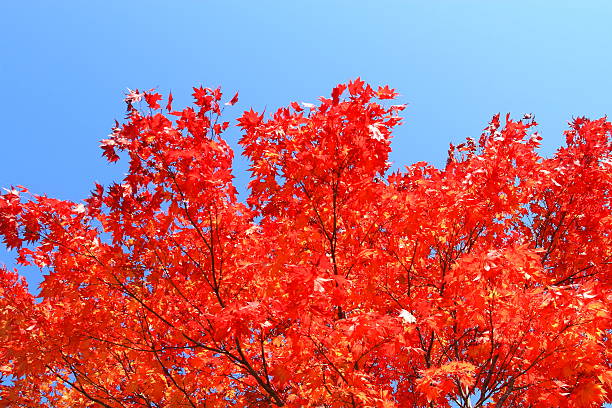 istock Autumn leaves of Sapporo park 619371078