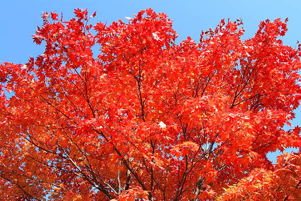 istock Autumn leaves of Sapporo park 619371194