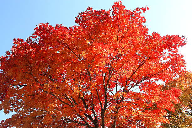 istock Autumn leaves of Sapporo park 619371306