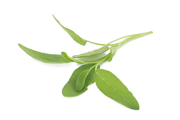 istock Sage plant on a white background. 619371524