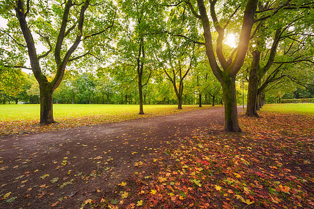 Sunshine and Trees in Vigeland Park, Oslo, Norway Frogner park, Oslo norway autumn oslo tree stock pictures, royalty-free photos & images