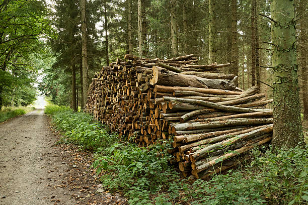 Pile of cutted trunks in the forest Pile of cutted trunks in the forest for firewood danish culture stock pictures, royalty-free photos & images