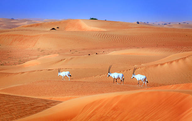 Arabian Oryx Oryxes or Arabian antelopes in the Desert Conservaion Reserve near Dubai, UAE wildlife reserve stock pictures, royalty-free photos & images