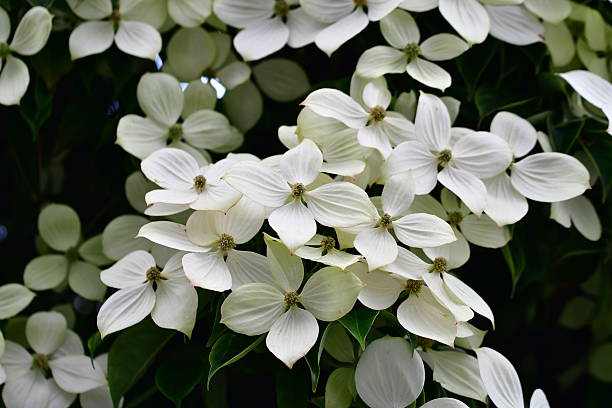 istock Cornus kousa / Japanese Dogwood 619373434
