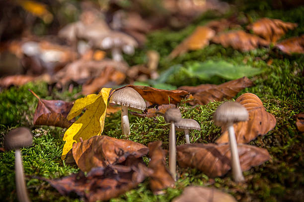 istock Autumn Fungi / Pilze 619373680