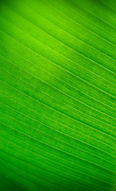 istock Soft focus of banana leaf 619376594