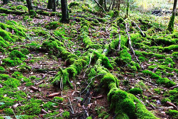 Moss forest stock photo