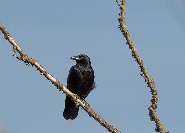 istock picture of a crow in tree 619378156