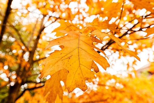 istock Early autumn in the park 619378546