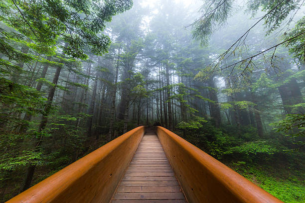 istock Wooden bridge in a beautiful green dense forest 619378954