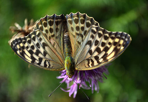 istock Butterfly on the flower 619379338