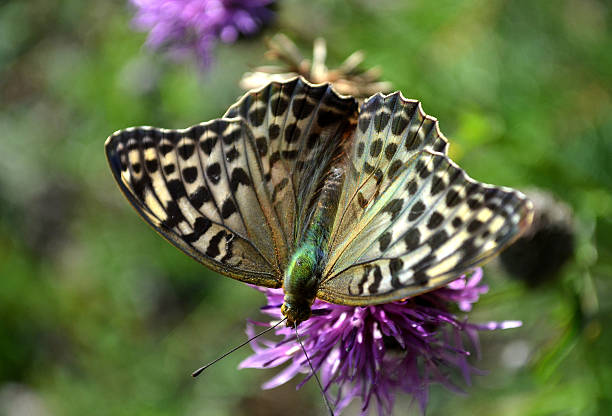 istock Butterfly on the flower 619379402