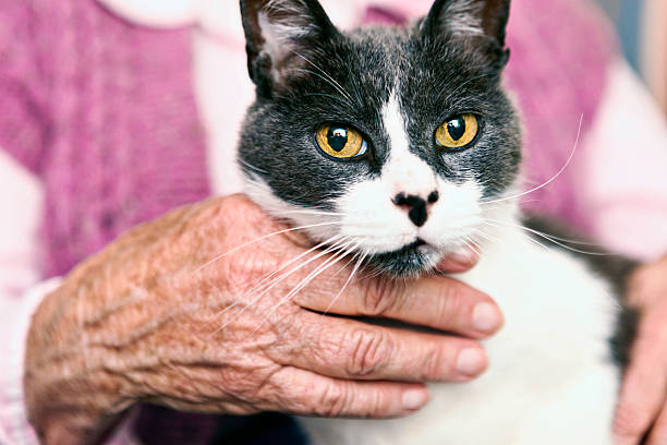 istock Old woman's wrinkled hands cuddle her precious pet cat 619380382