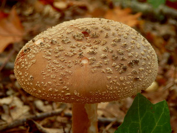 Amanita Rubescens Close up of Amanita Rubescens also known as The Blusher, showing a convex cap covered in warts. amanita rubescens stock pictures, royalty-free photos & images