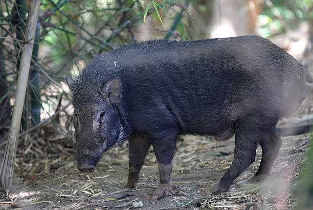 istock Wild boar looking for food, Thailand 619380650