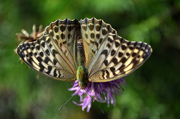 istock Butterfly on the flower 619380756