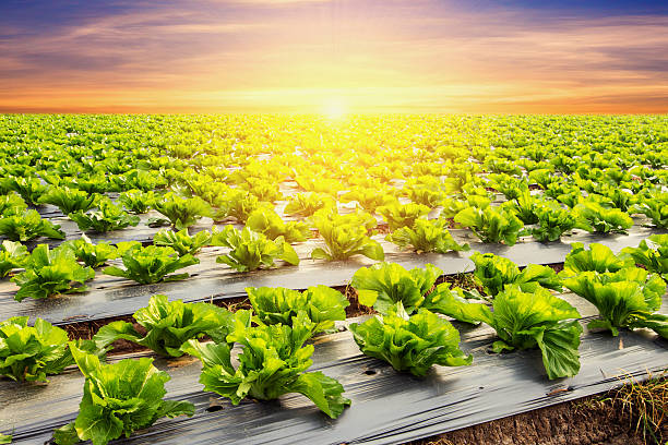 istock lettuce plant on field vegetable and agriculture sunset 619380758