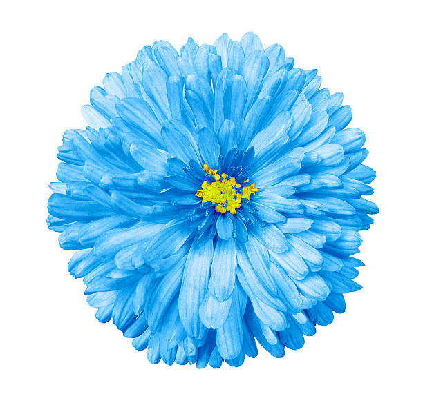 istock .blue flower, white isolated background with clipping path.  Closeup. 619381128