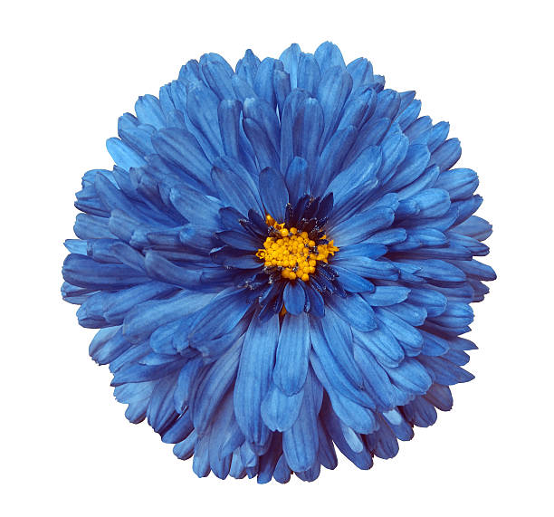istock blue flower, white isolated background with clipping path.  Closeup. 619381502