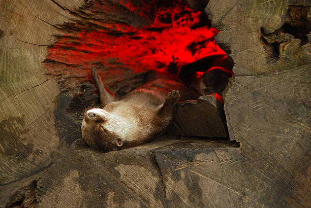 lontra oriental de garras curtas deitada nas costas - oriental short clawed otter - fotografias e filmes do acervo