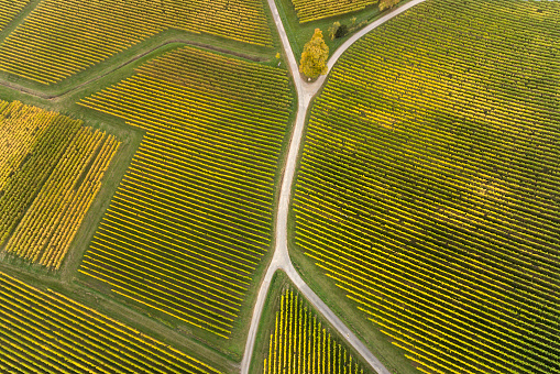 Aerial view of autumnal vineyards and fork in the road