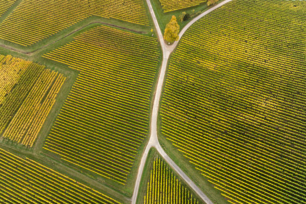 vista aérea de vinhedos e garfo na estrada - fork in the road - fotografias e filmes do acervo