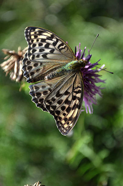 istock Butterfly on the flower 619382640