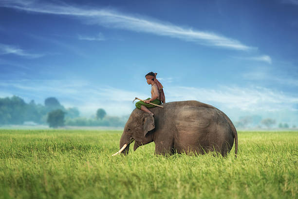 Mahouts was trained at the lush green rice fields in Thailand.