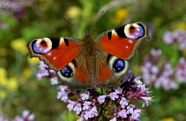 istock Butterfly on the flower 619383278