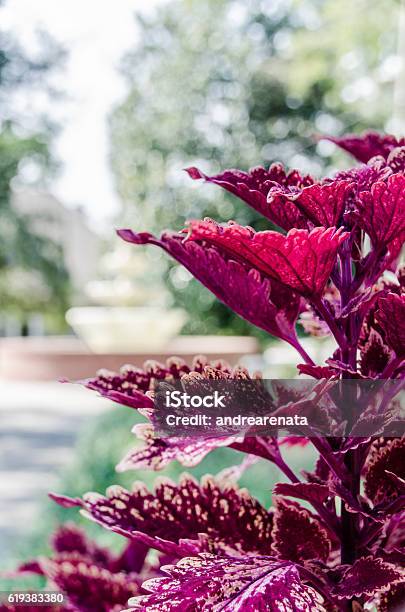 Nature Stock Photo - Download Image Now - Backgrounds, Bush, Defocused