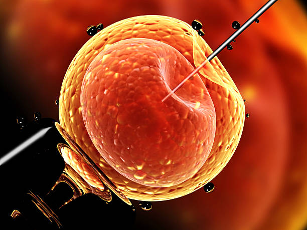 istock Artificial insemination. Needle puncture the cell membrane 619383702