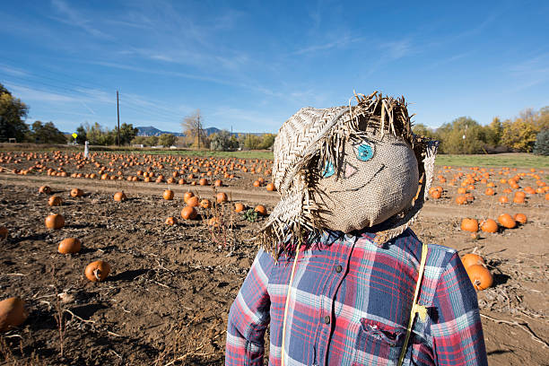 istock Scarecrow in the pumkin field 619384798
