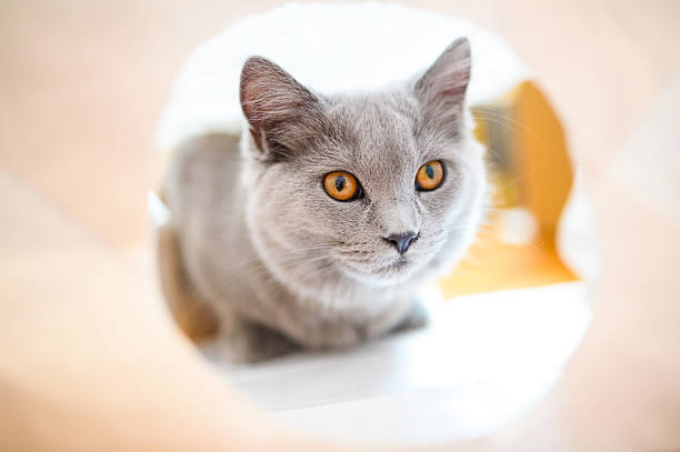 istock Chartreux And Paper Bag 619386368