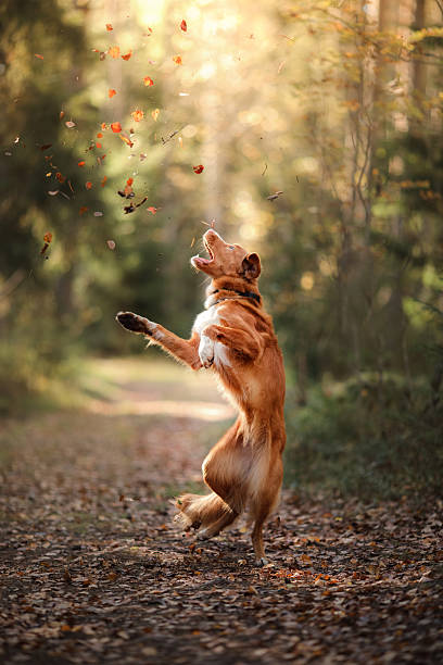 istock Nova Scotia Duck Tolling Retriever 619386770