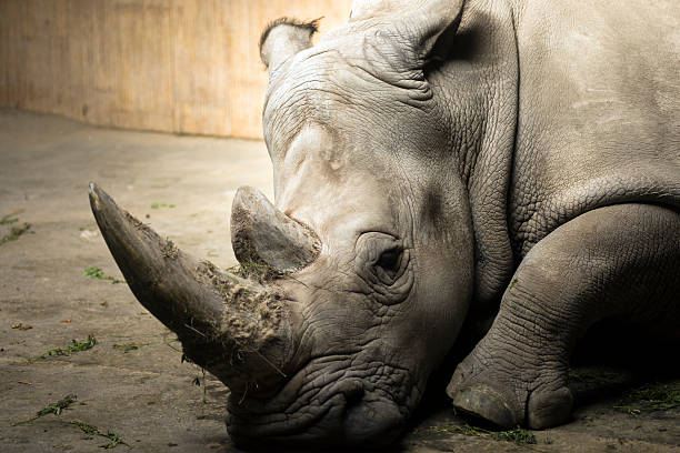istock rhinoceros in reserve 619386956