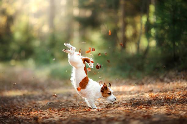 Dog Jack Russell Terrier jump