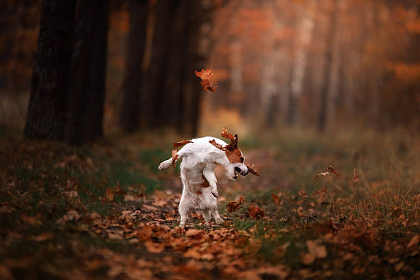 istock Dog Jack Russell Terrier jump 619387234