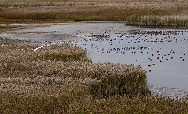 istock Farlington Marshes Hampshire 619387508
