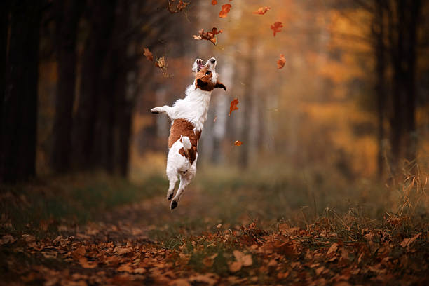 chien jack russell terrier saut - leafes autumn grass nature photos et images de collection