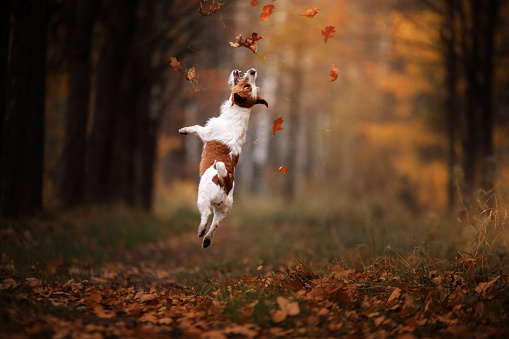 Dog Jack Russell Terrier jump over the leaves, autumn mood