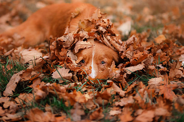 istock Red dog hiding in the leaves 619388050