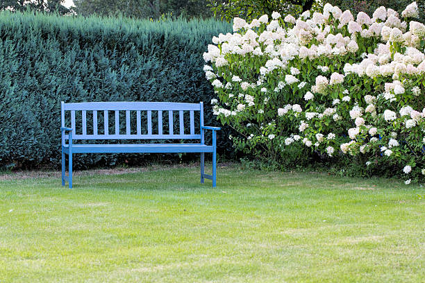 Garden Bench in my Garden with Hydrangea
