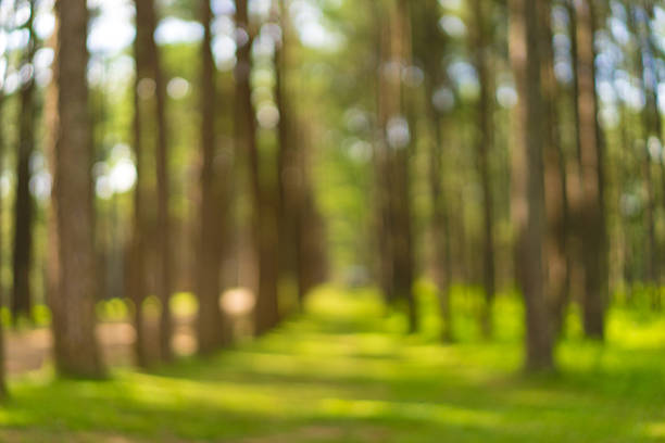Blurry green,Pine forest background.Out of focus effect.